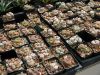P4120032.JPG